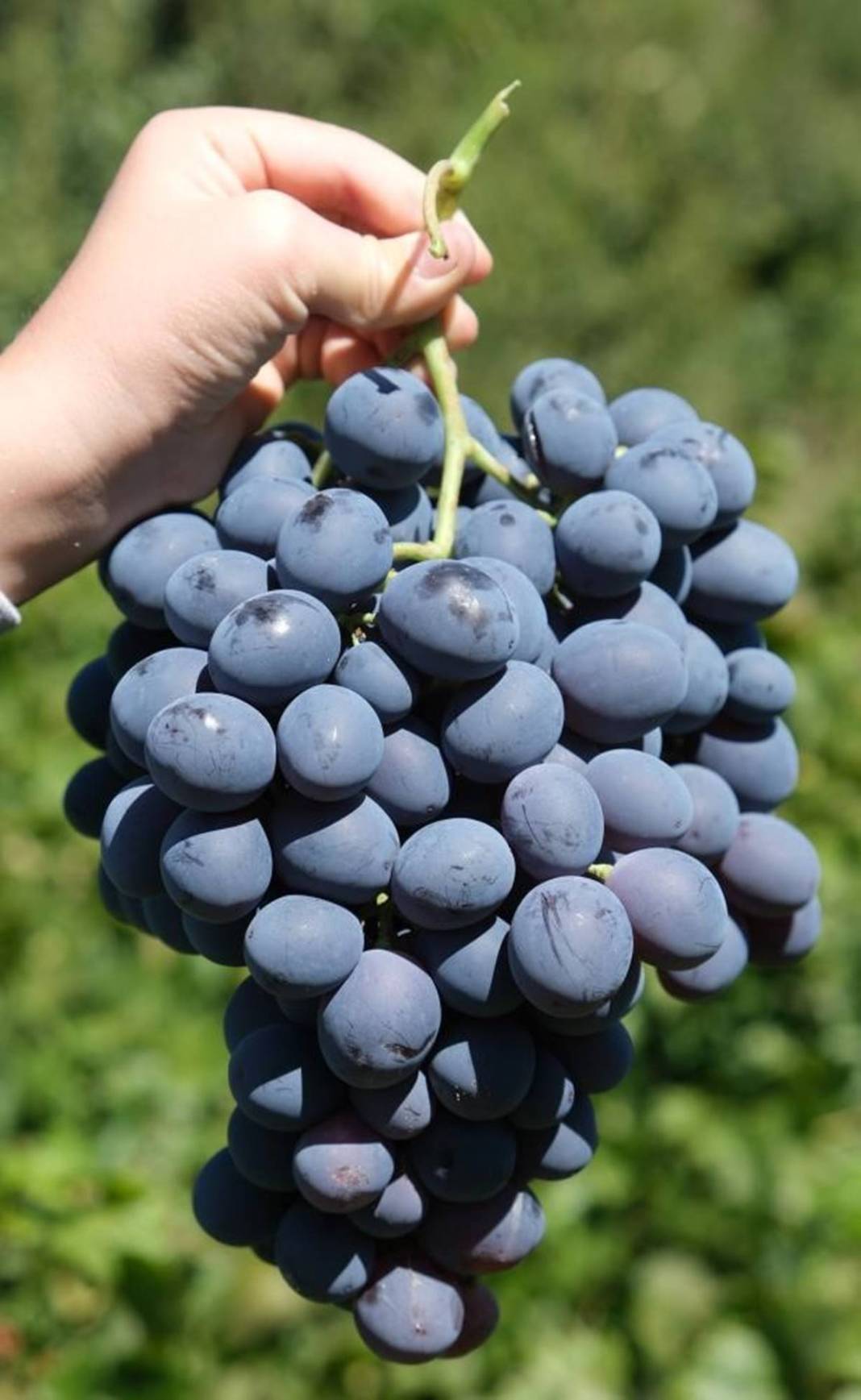 Saç ve cilt sağlığını koruyor, gözlere iyi geliyor! Türkiye'nin tescilli meyvesi kapış kapış satılıyor, kilosu 55 TL 21